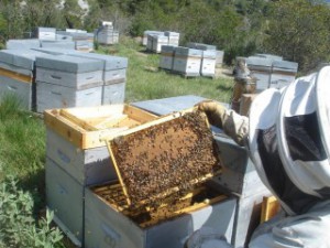 abeilles.sur.un.beau.cadre.de.couvain