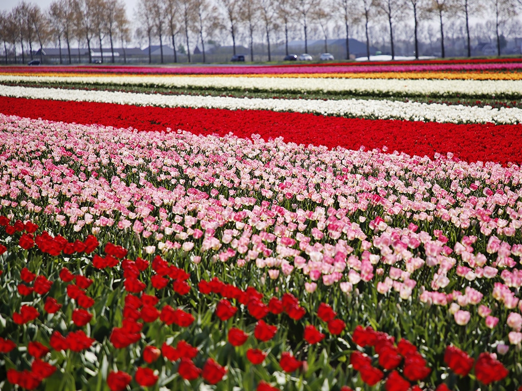 fam flowerfarm hoofddorp