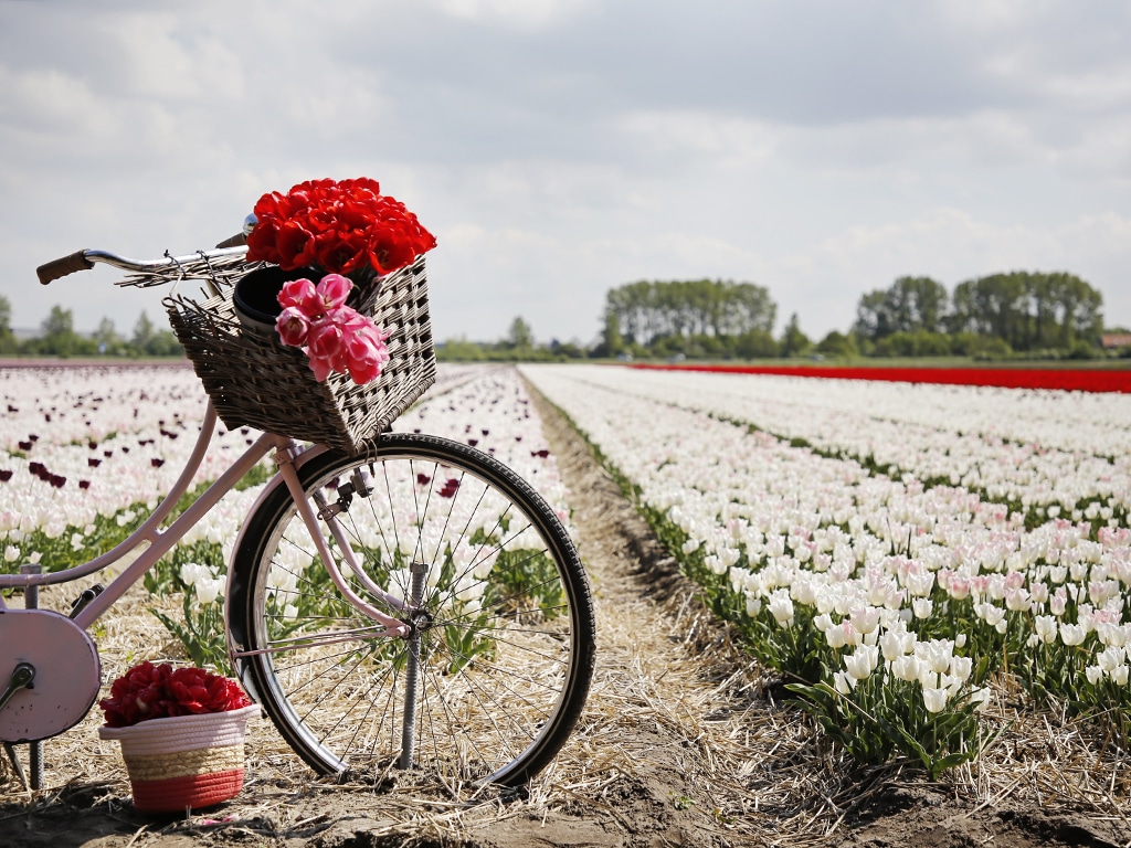 FAM Flower Farm Lisse