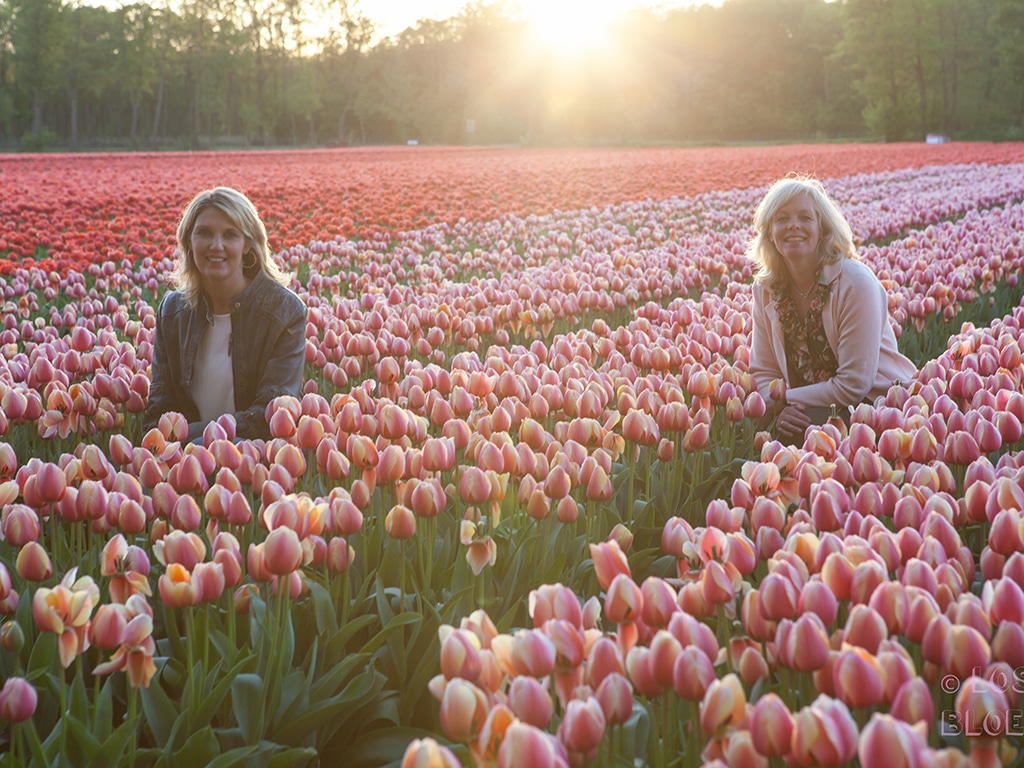 FAM Flower Farm Lisse