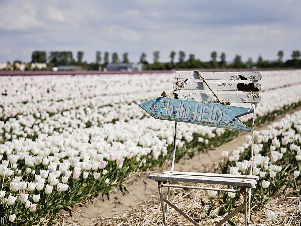 FAM Flower Farm Lisse