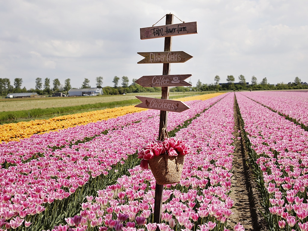 FAM Flower Farm Lisse