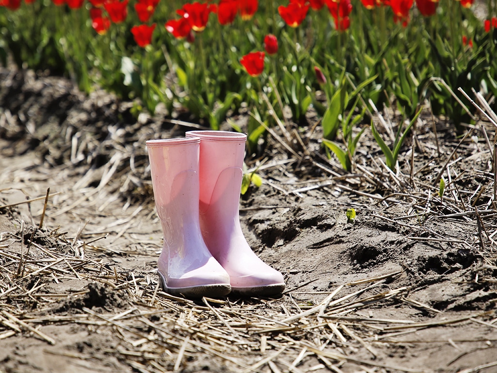 FAM Flower Farm Lisse