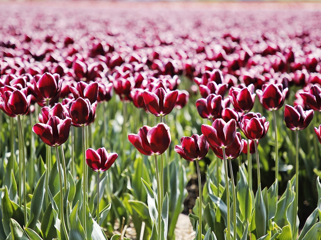 FAM Flower Farm Lisse