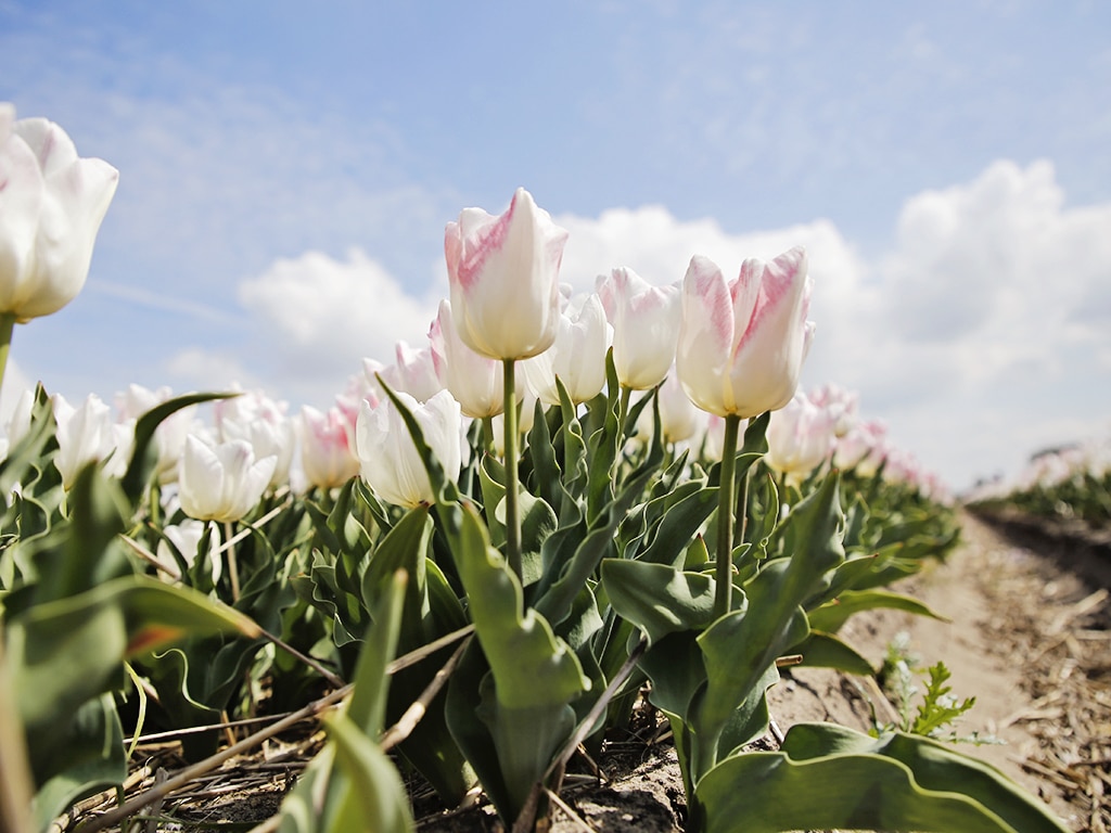 FAM Flower Farm Lisse