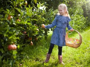 landgoed de olmenhorst