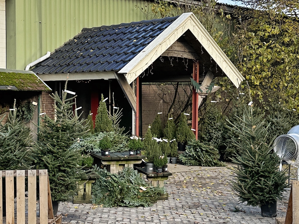 Decemberhoeve NieuwVennep zaag je eigen kerstboom Liefs uit