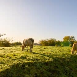 koeien geniedijk korenmolen eersteling