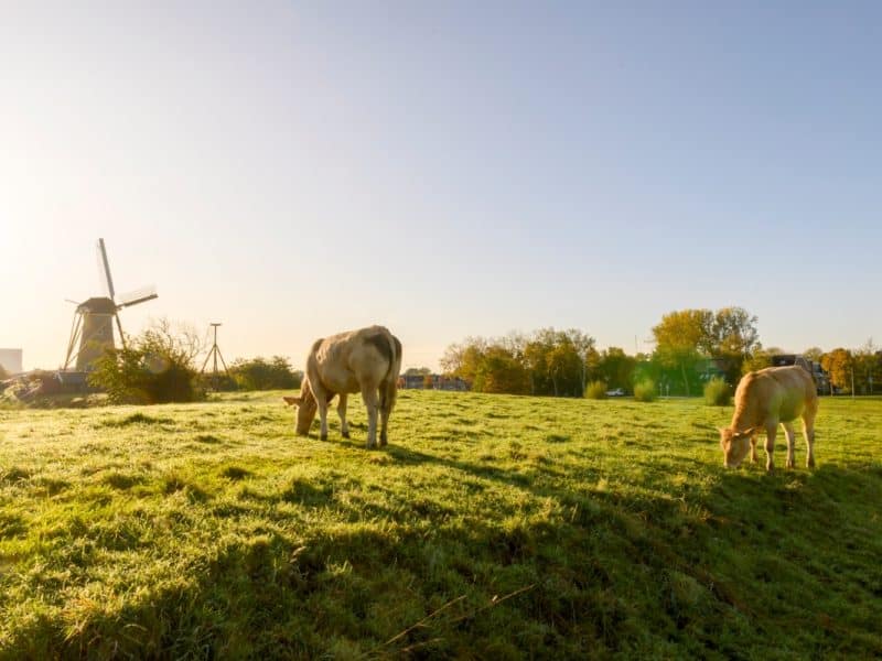 koeien geniedijk korenmolen eersteling