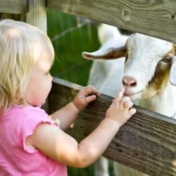 kinderboerderijen haarlemmermeer