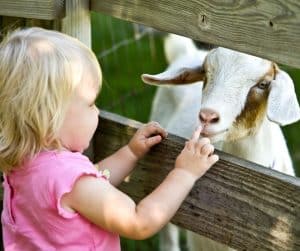 kinderboerderijen haarlemmermeer