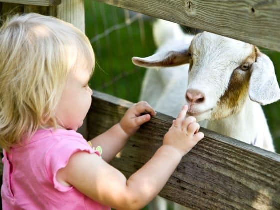 kinderboerderijen haarlemmermeer