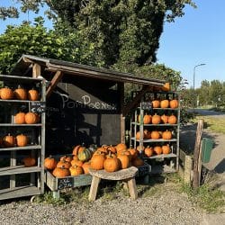 stal starro hoofddorp pompoenen