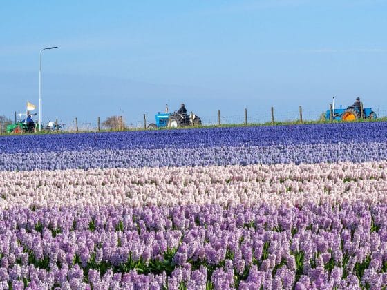 historische trekkertocht haarlemmermeer