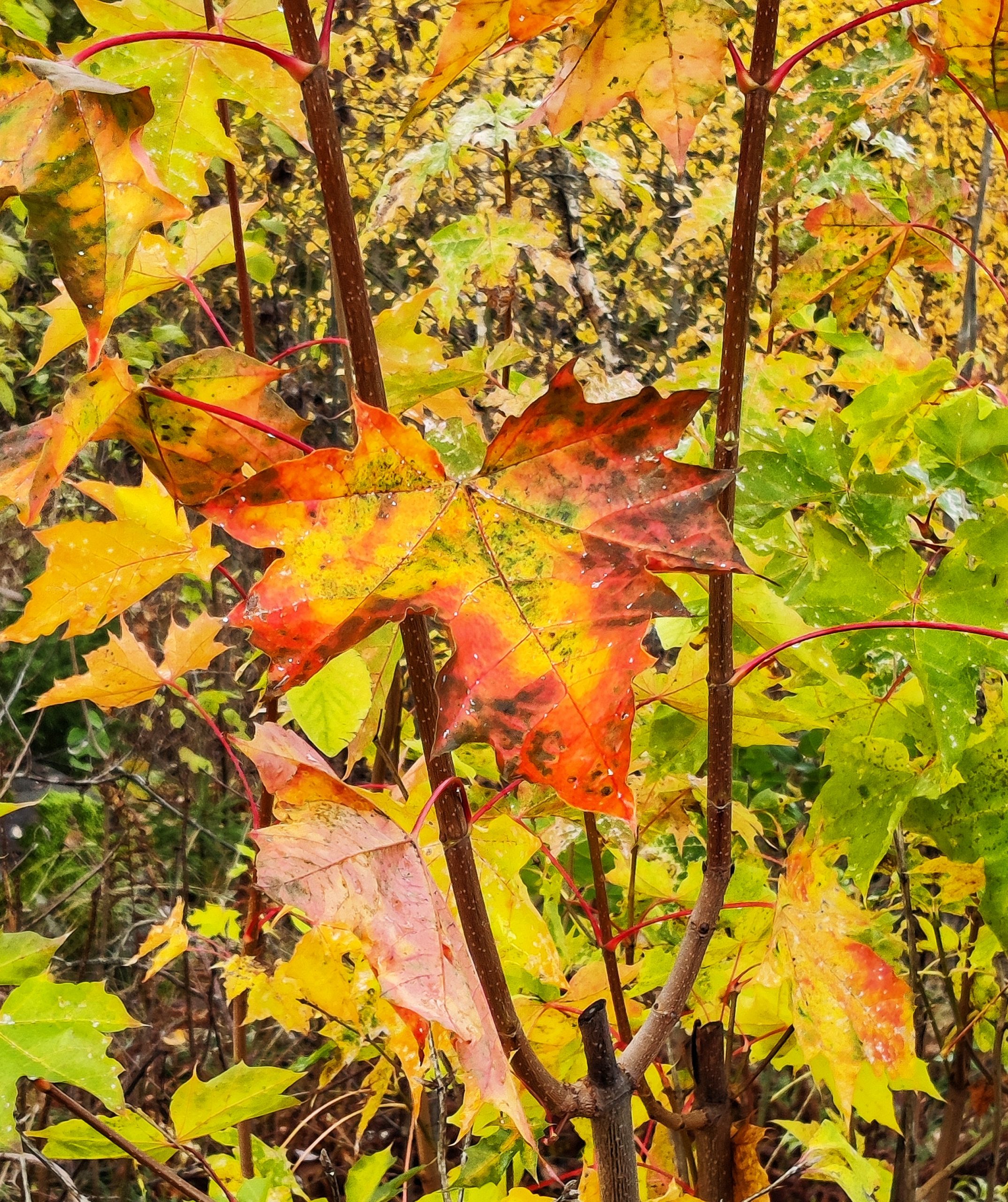 Autumn