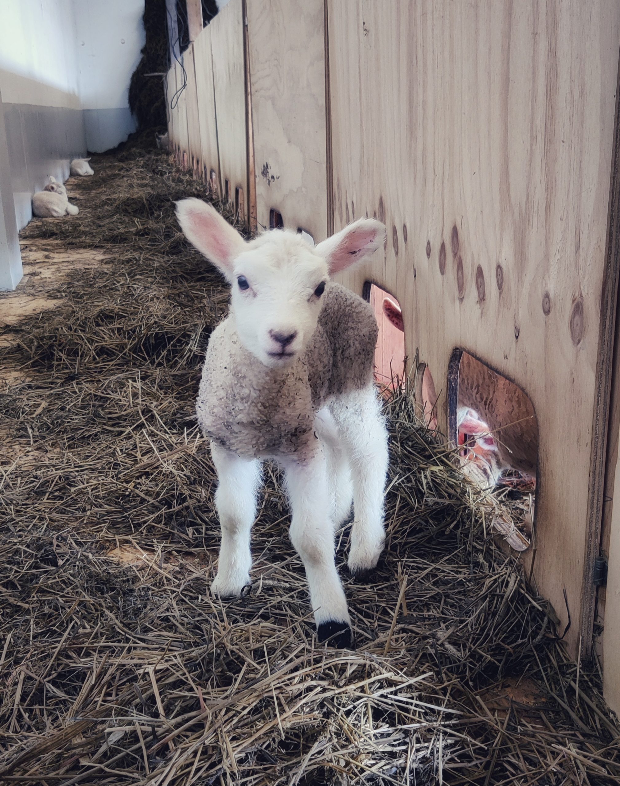A little lamb