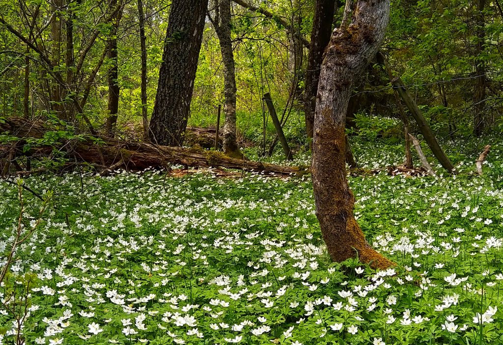 hvitveis teppe i skogen