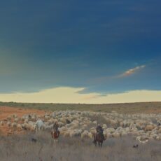 Camino al sur por la Cañada Real Conquense