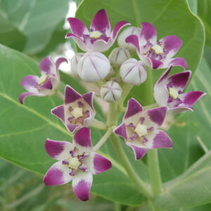 Calotropis