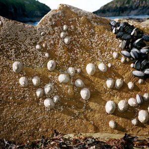 Limpets, 2024