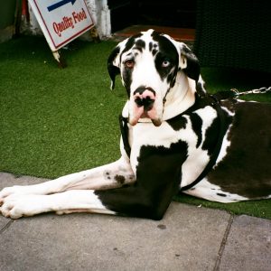 The Great Dane