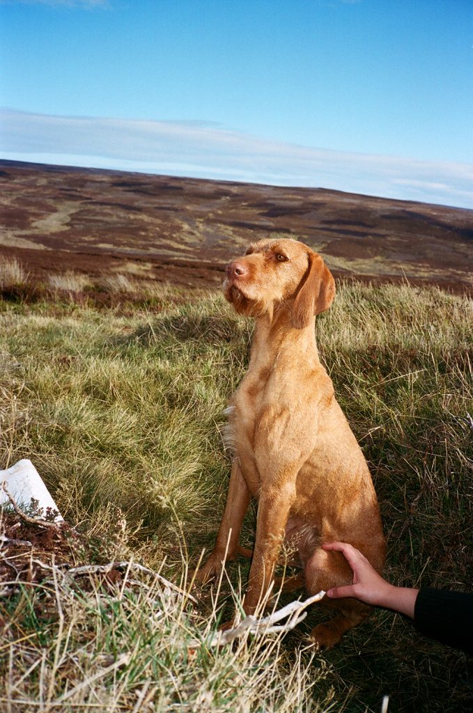 Hester, Kildale, Yorkshire, November 2018