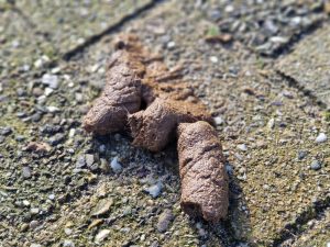 In Ridderkerk ligt poep op de stoep