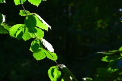 a close up of some leaves