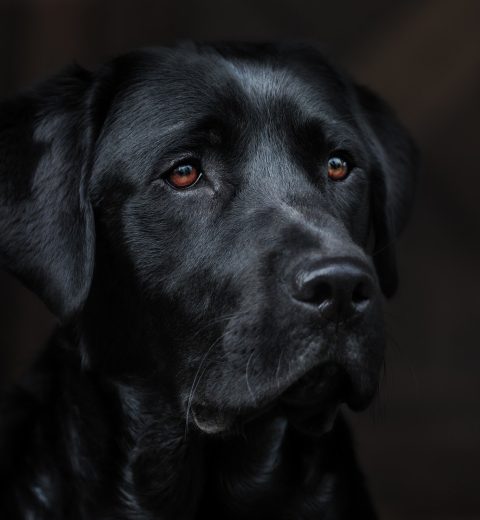 labrador retriever hunderace