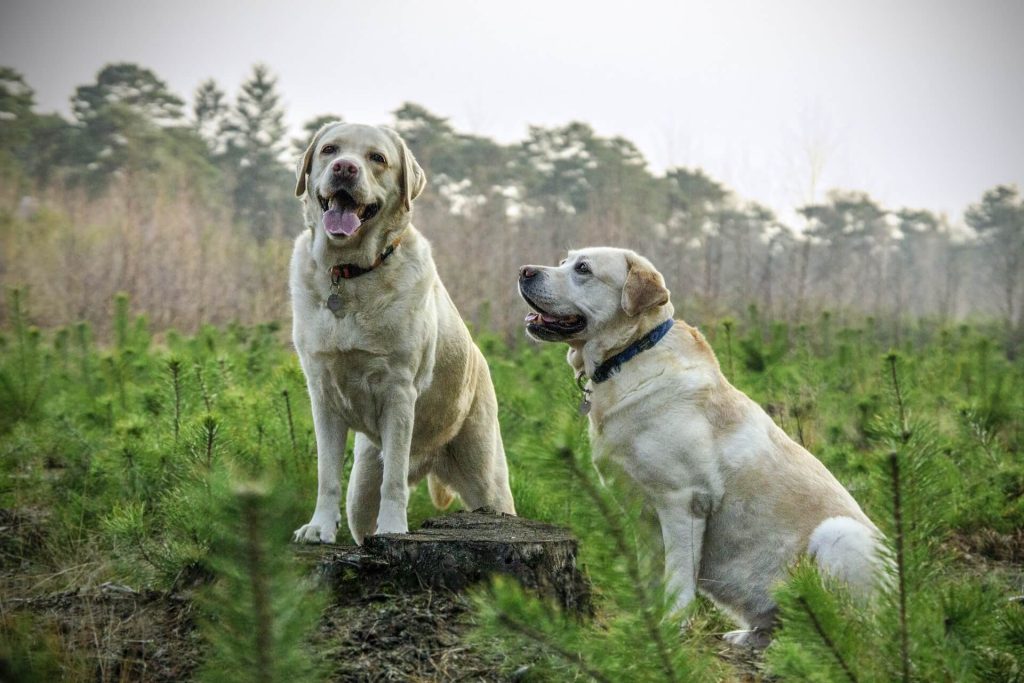 gul labrador racebeskrivelse