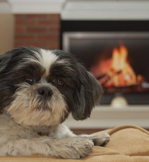 hundeforsikring ansvarsforsikring på hund