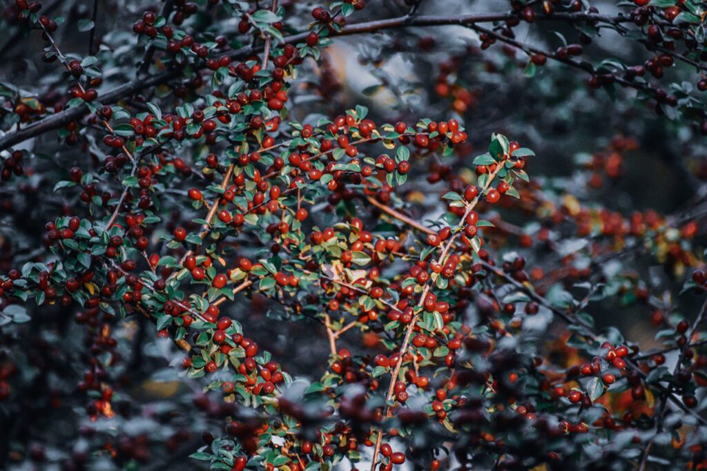 cotoneaster