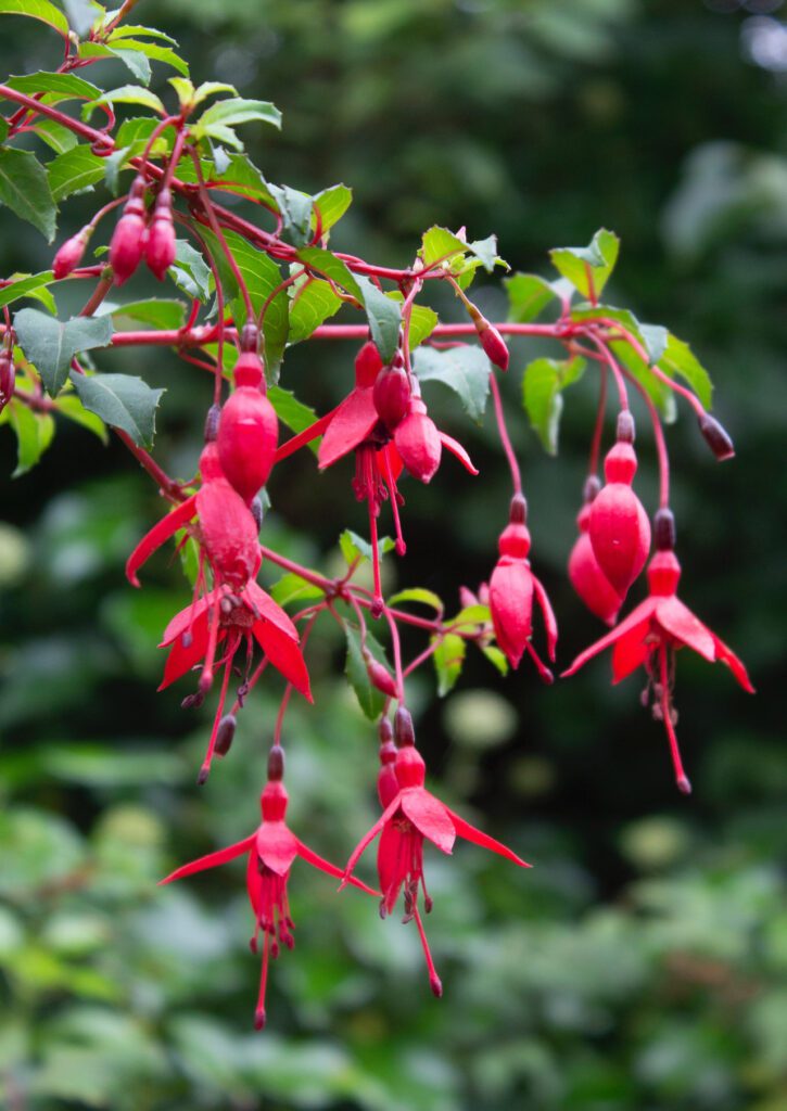 fuschia