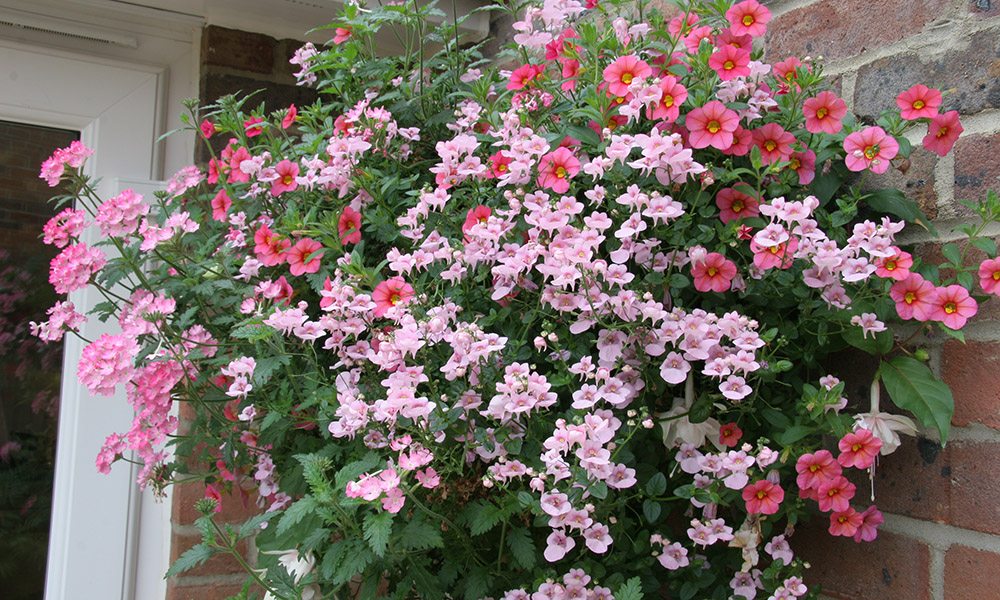 Pink hanging basket