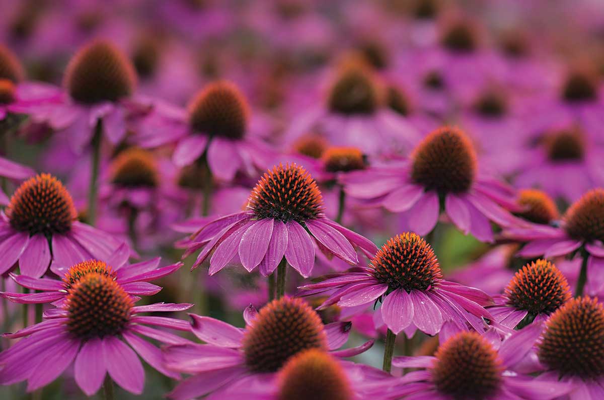 autumn-garden