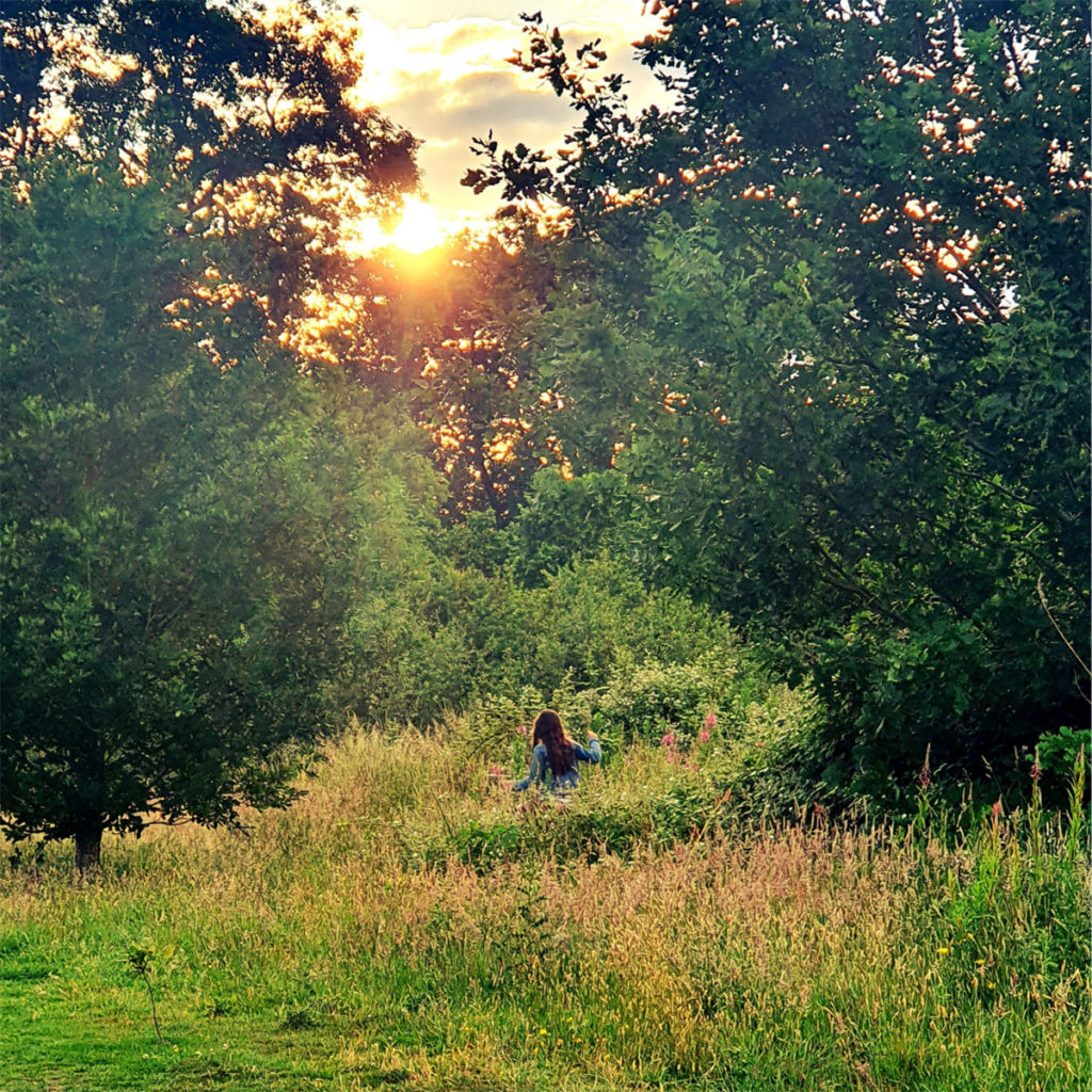 northern meadows