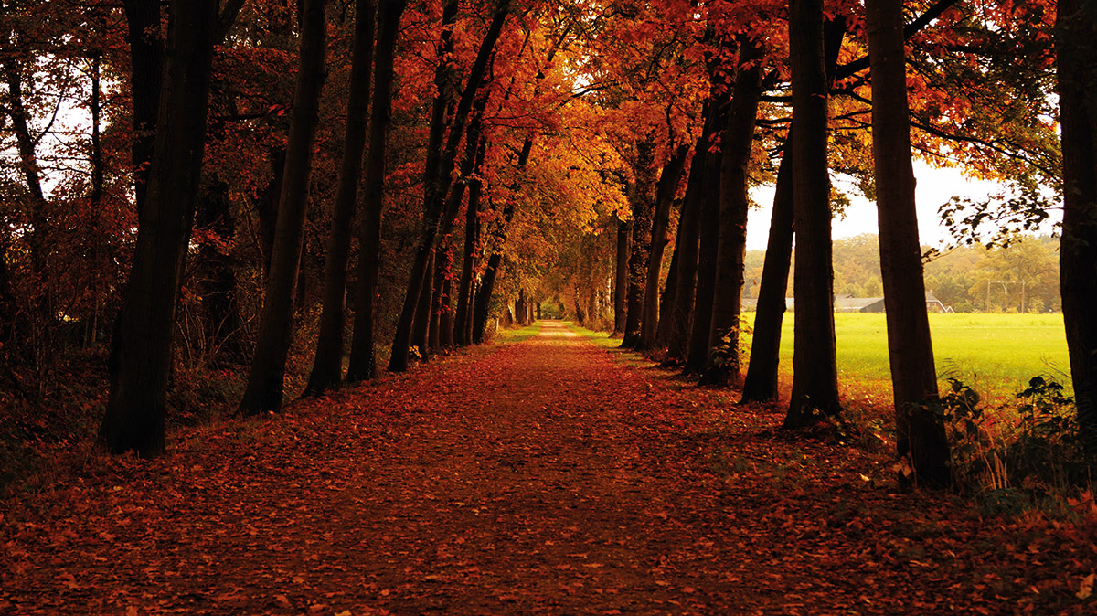 Parklife: Enjoying your local parks