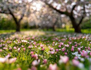 apple-blossom