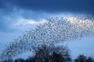 starlings-winter