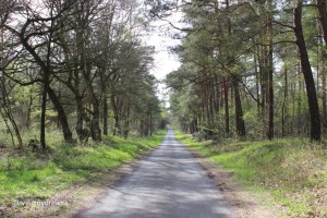 Waldweg Hatten-Munderloh
