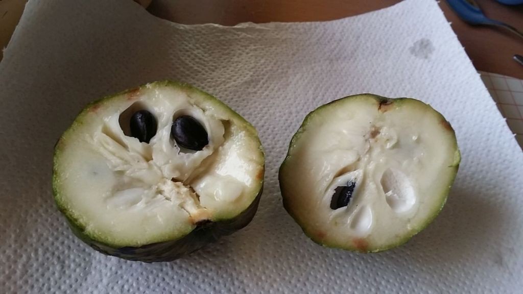 Cherimoya