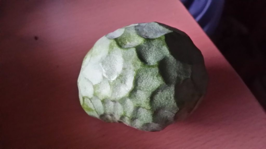 Cherimoya1