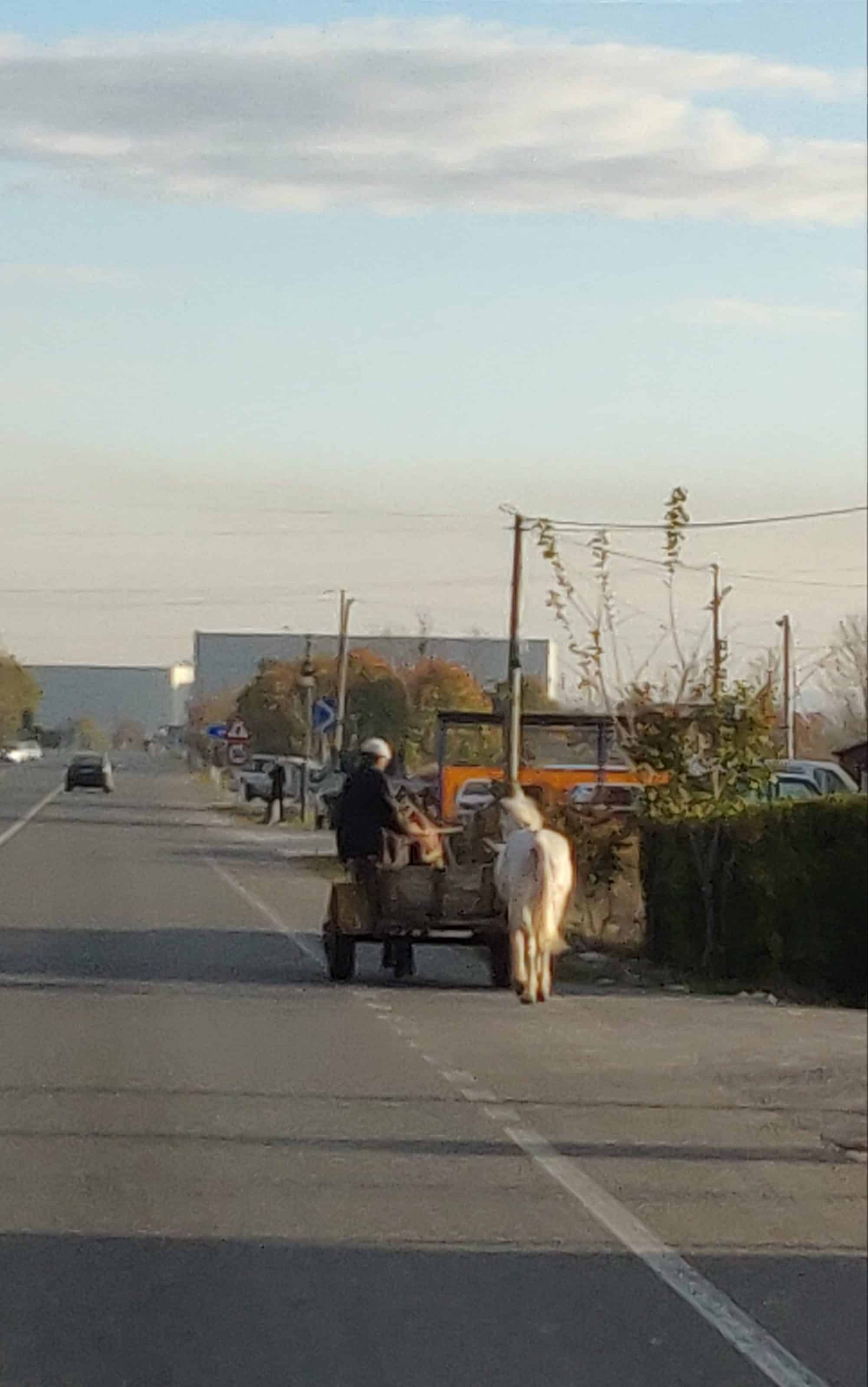 Horse on a big road