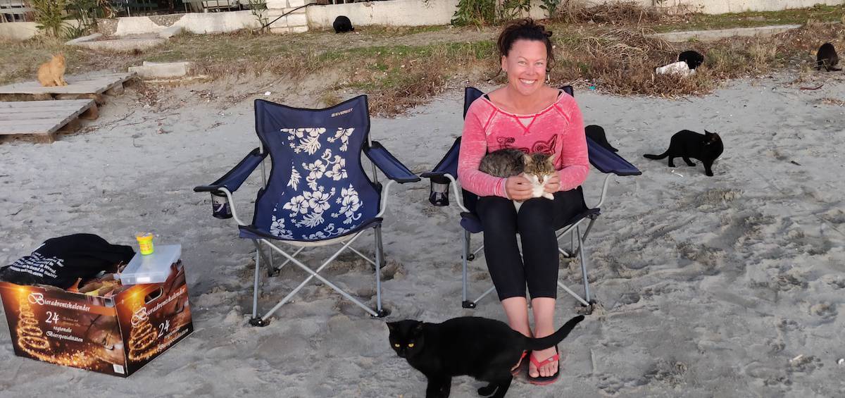 On the beach with a lot of cats