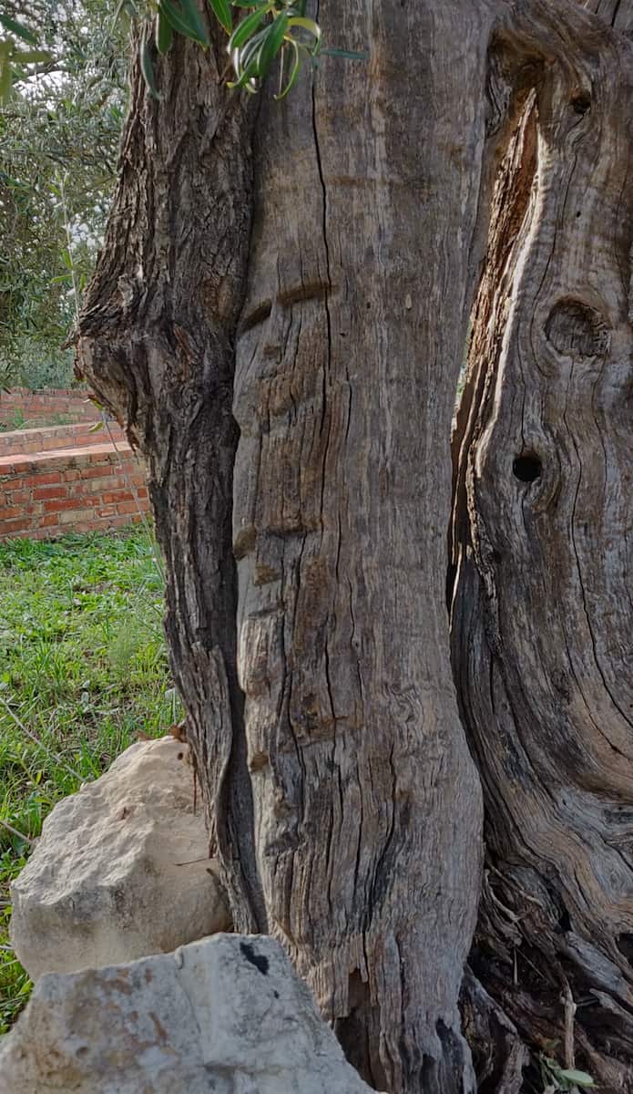 Faces in one of the trees