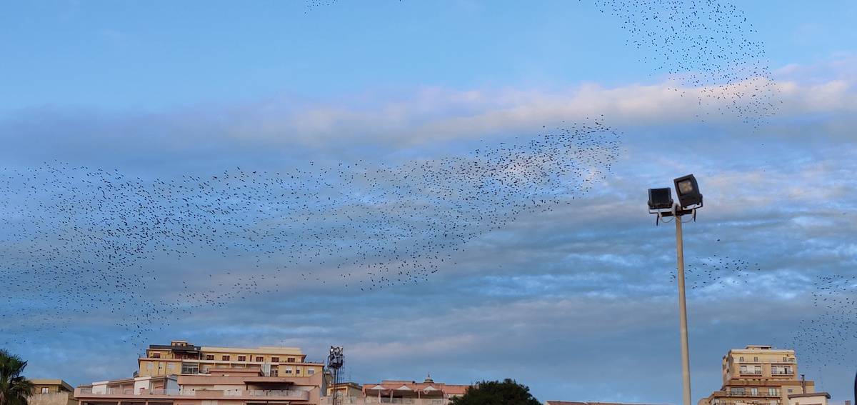 The bats flying in different formations