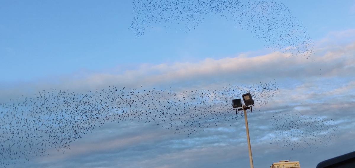 The bats flying in different formations