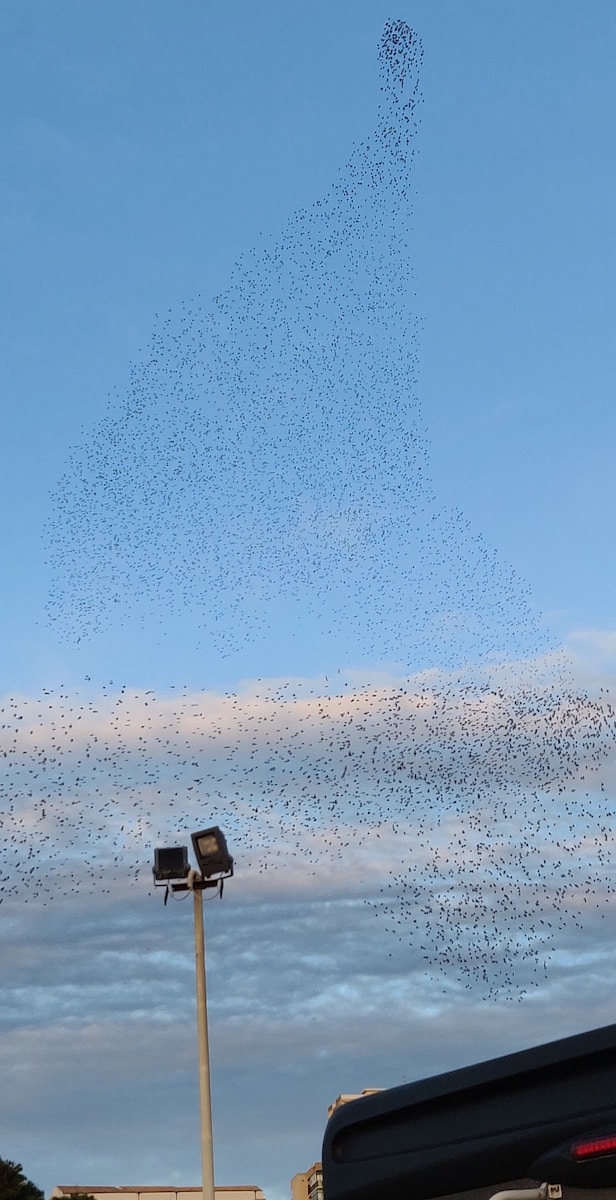 The bats flying in different formations