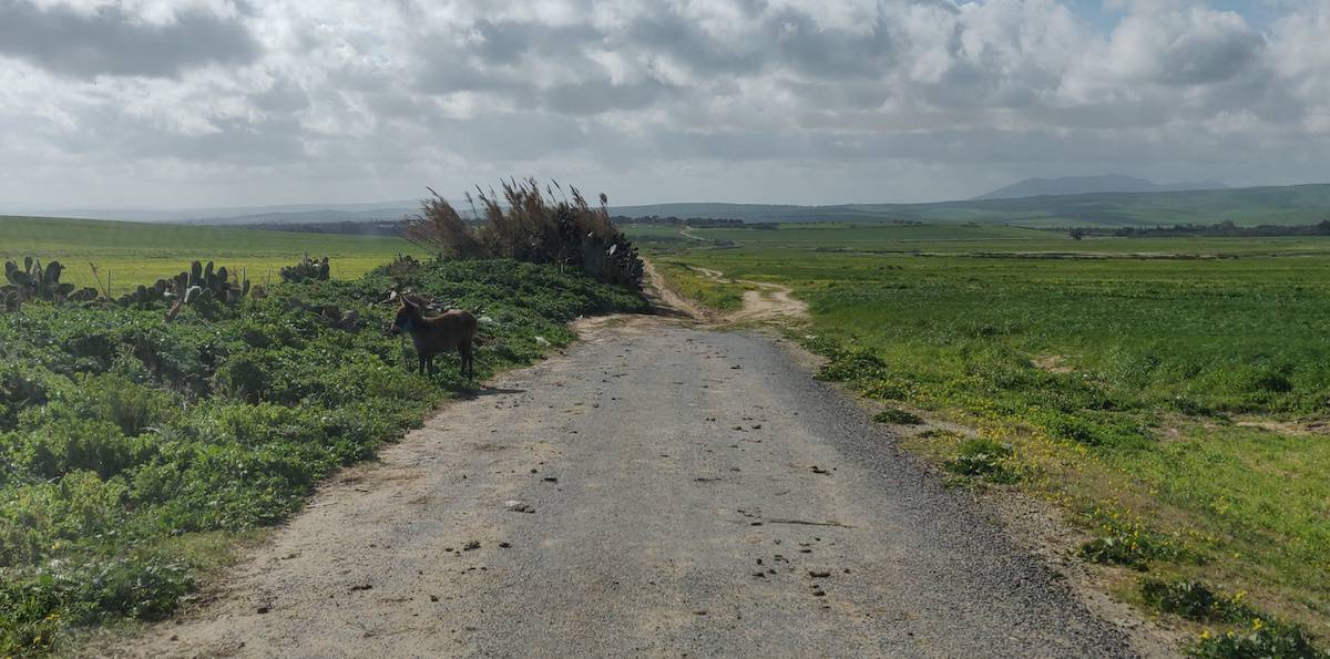 A donkey by the road on our way to the campsite