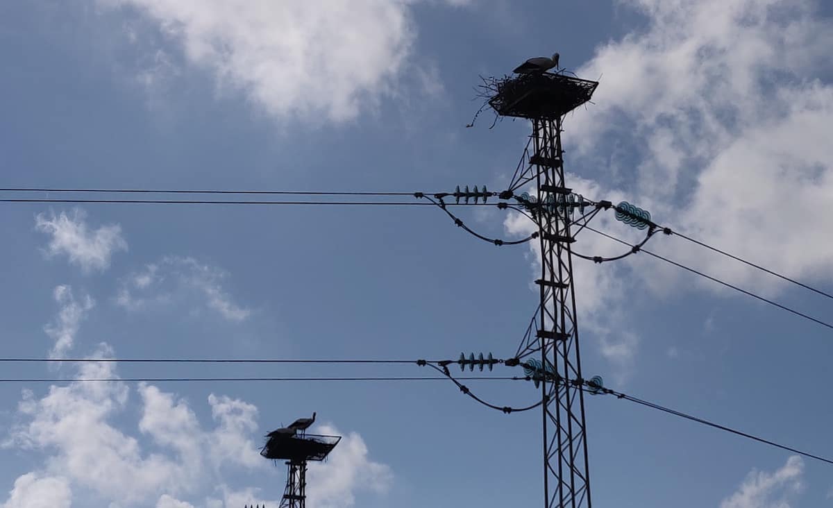 Stork nests